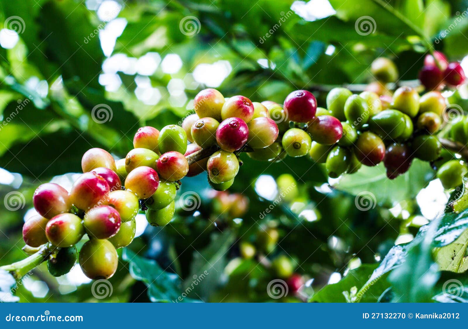 Yellow Coffee Bean on Coffee Tree Stock Photo Image of plantation