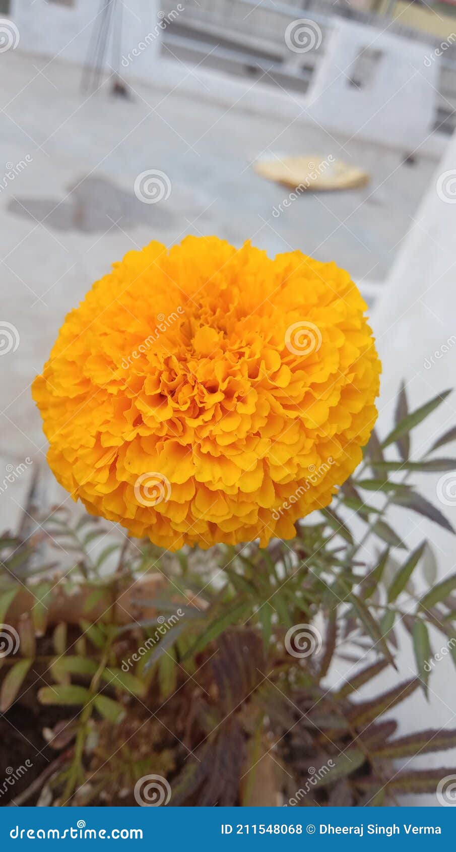 yellow color marigold flower picture