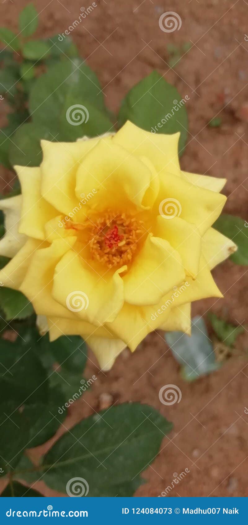 Beautiful Yellow Rose stock image. Image of beautiful 124084073