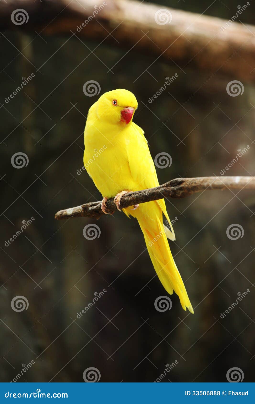 Rose-Ringed Parakeet | A male Rose-ringed Parakeet. These gr… | Flickr
