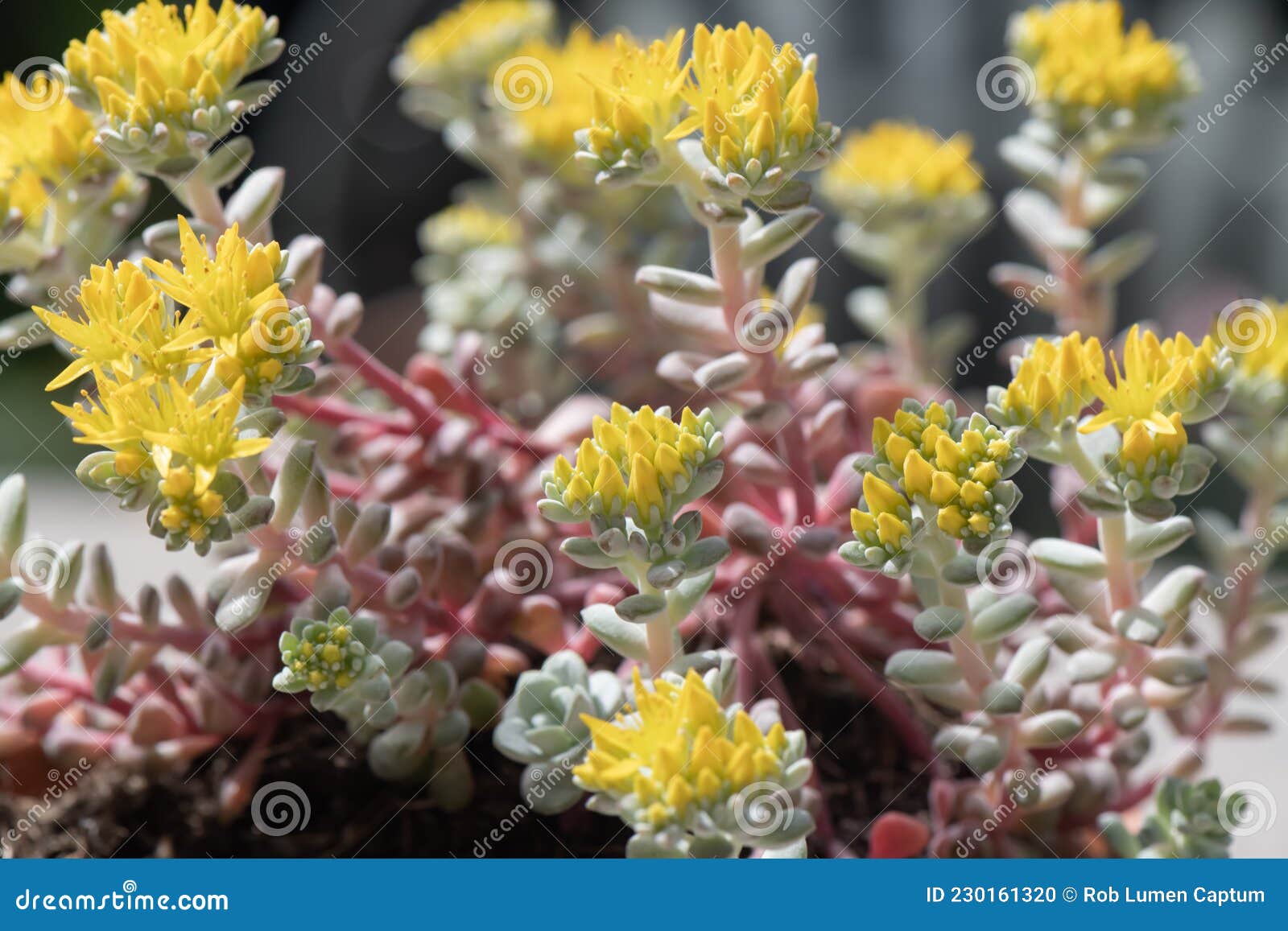 Broadleaf Stonecrop, Sedum Spathulifolium Cape Blanco, Flowering Plants ...