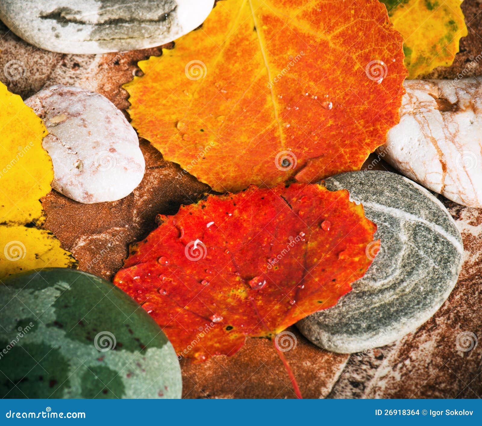 Yellow and Colorful Fallen Down Leaves Stock Photo Image of rain, colorful 26918364