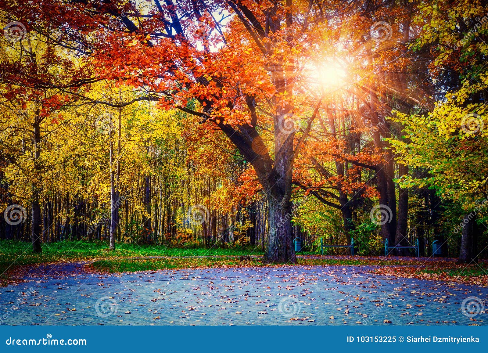 Yellow Colors In Autumn Park Landscape Of Colorful Trees In Central