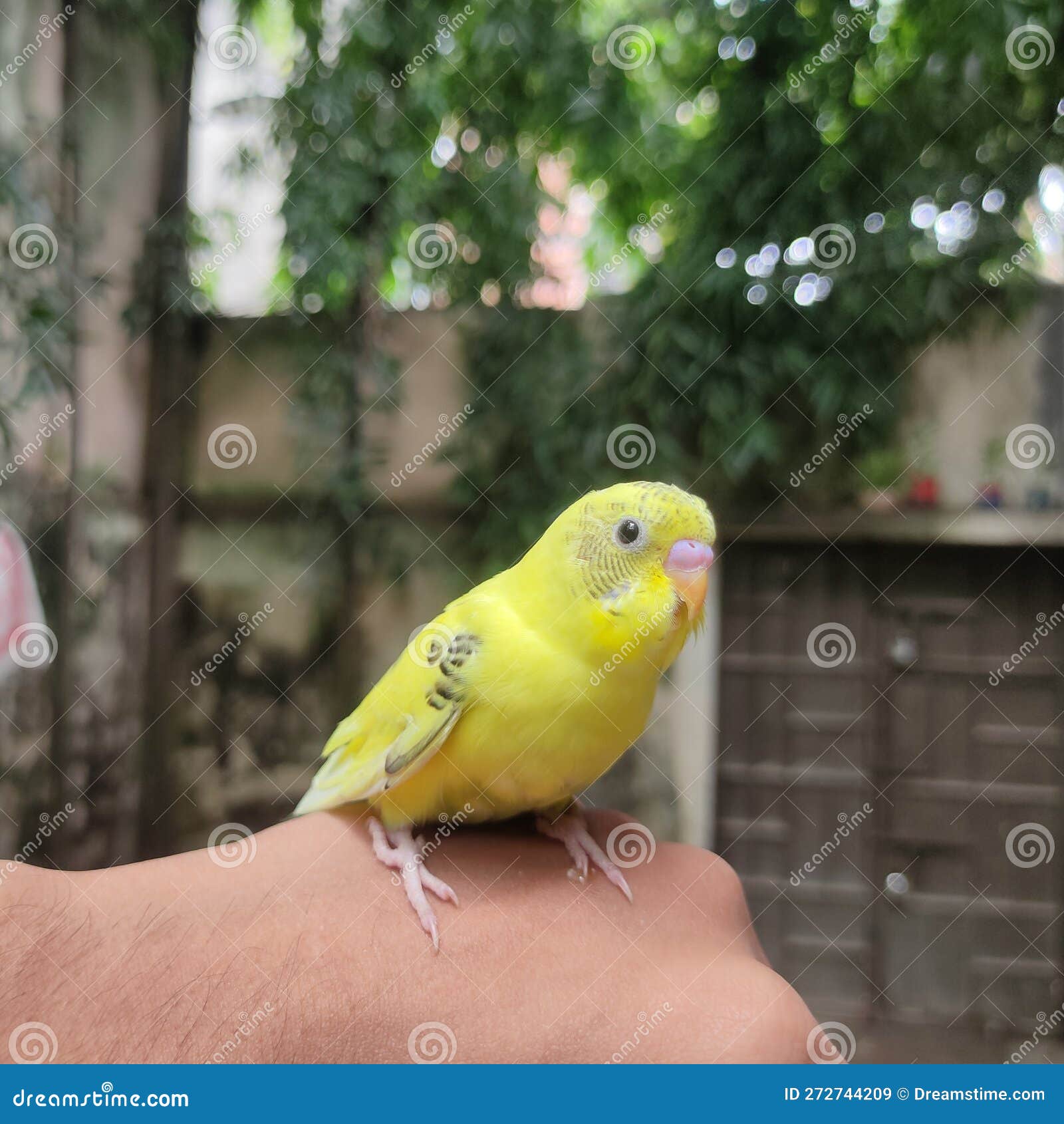 Yellow Colour Budgies Bird Look so Nice. Stock Image Image of nice