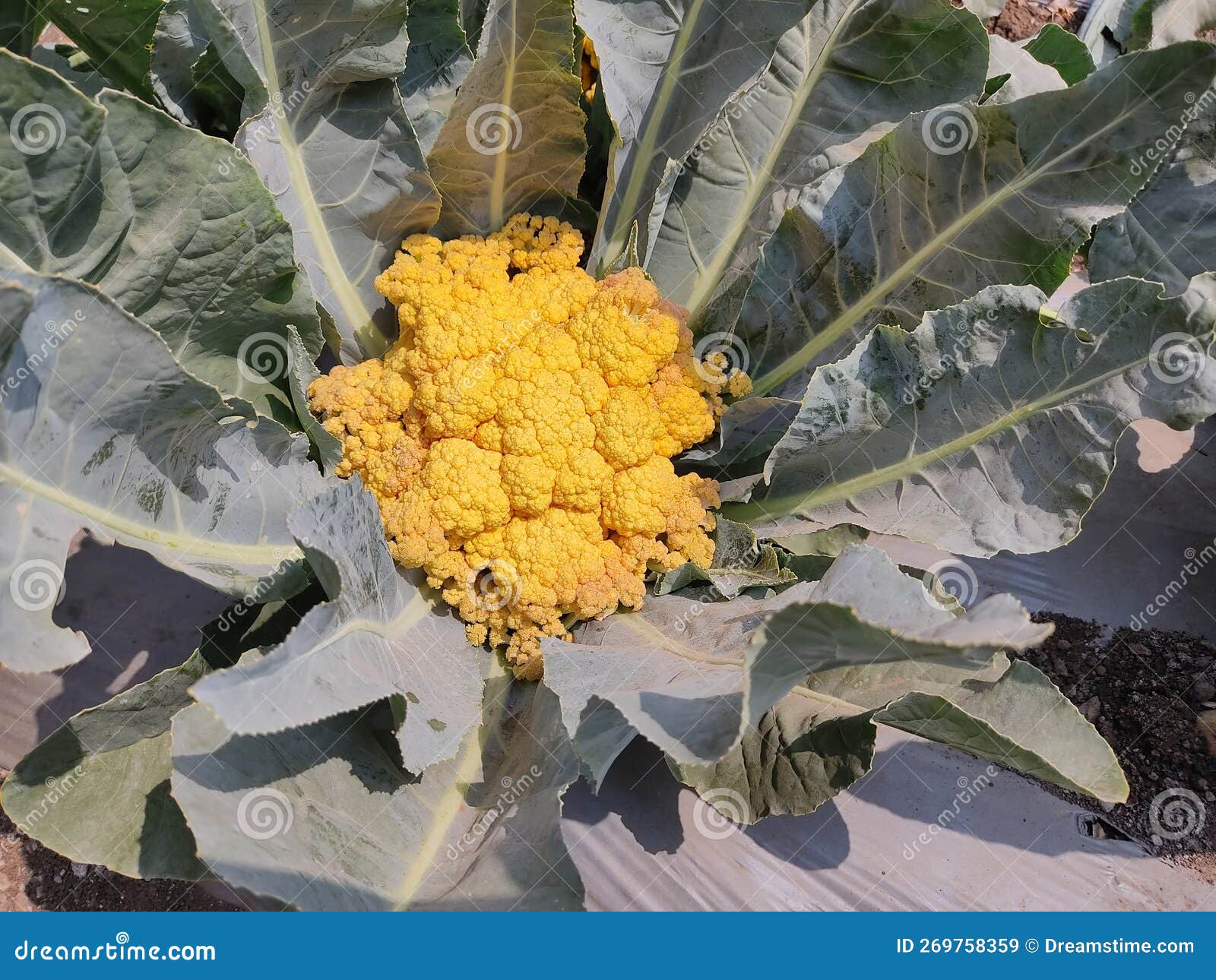 Yellow Colour Flower Cabbage Stock Image Image of yellow, colour