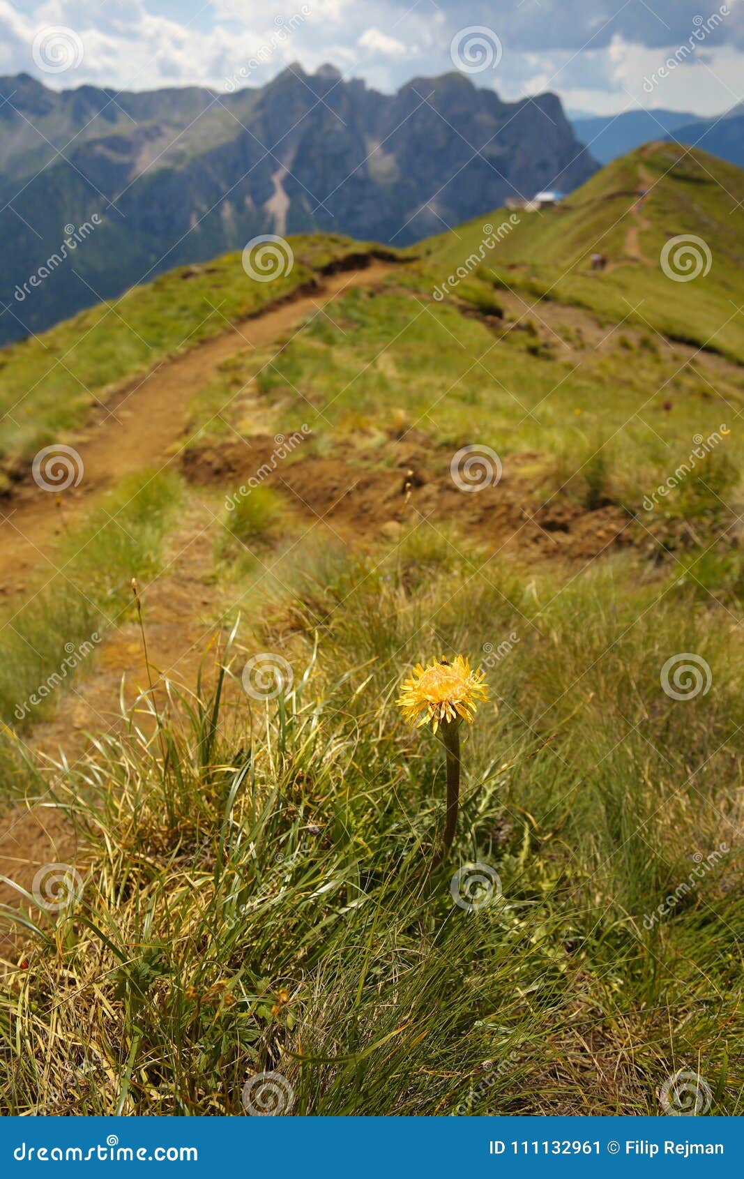 yellow coltsfood with mountains on the background
