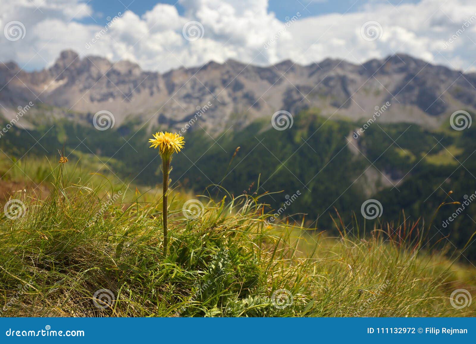yellow coltsfood with mountains on the background