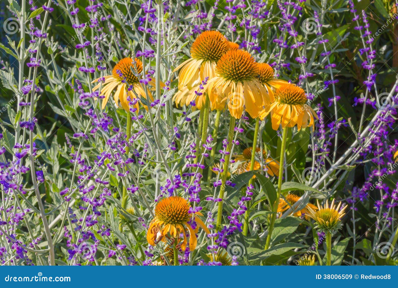 Yellow Coneflowers stock image. Image of perrenial, petals 38006509