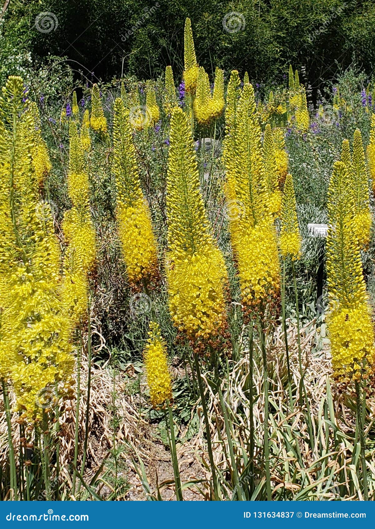 Yellow cones stock image. Image of weeds, cone, yellow 131634837