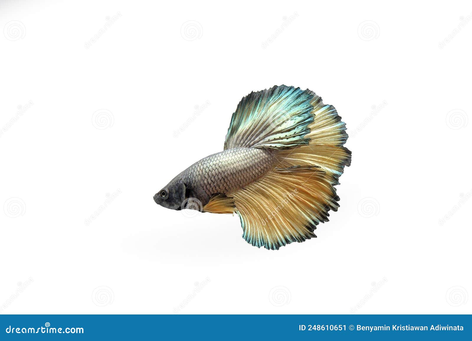Yellow Copper Dragon Halfmoon Betta Stock Image Image of aquarium