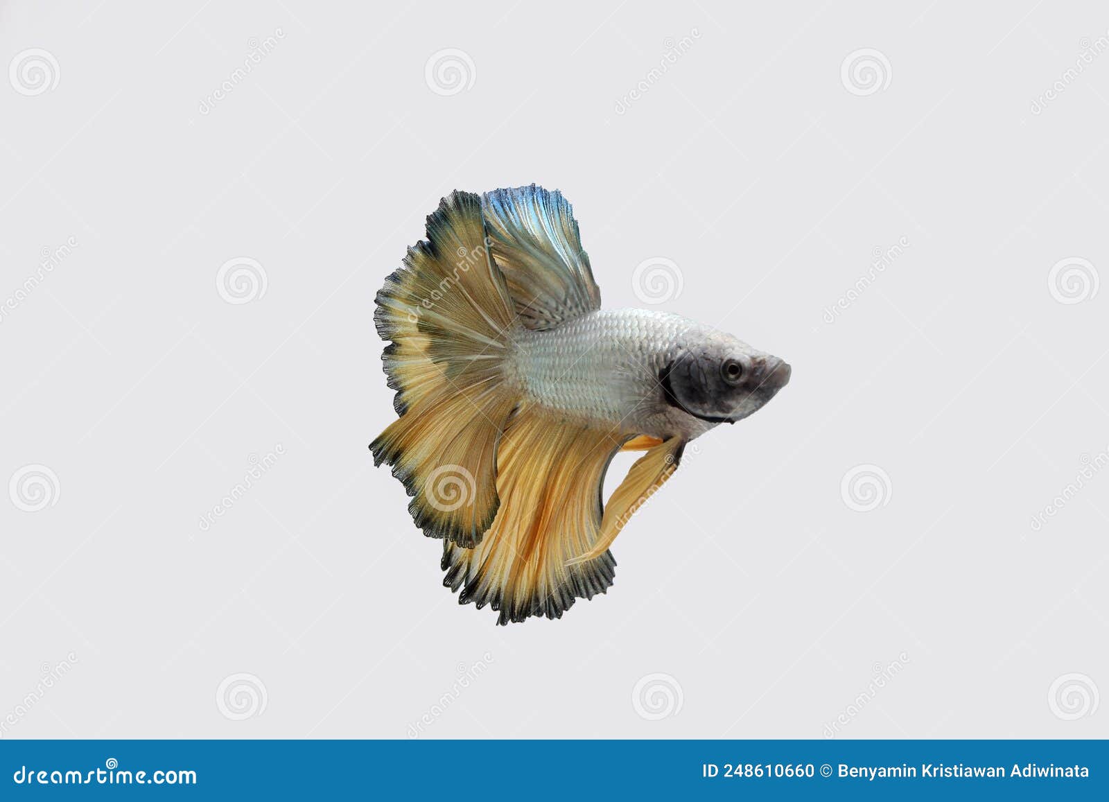Yellow Copper Dragon Halfmoon Betta Stock Photo Image of thailand