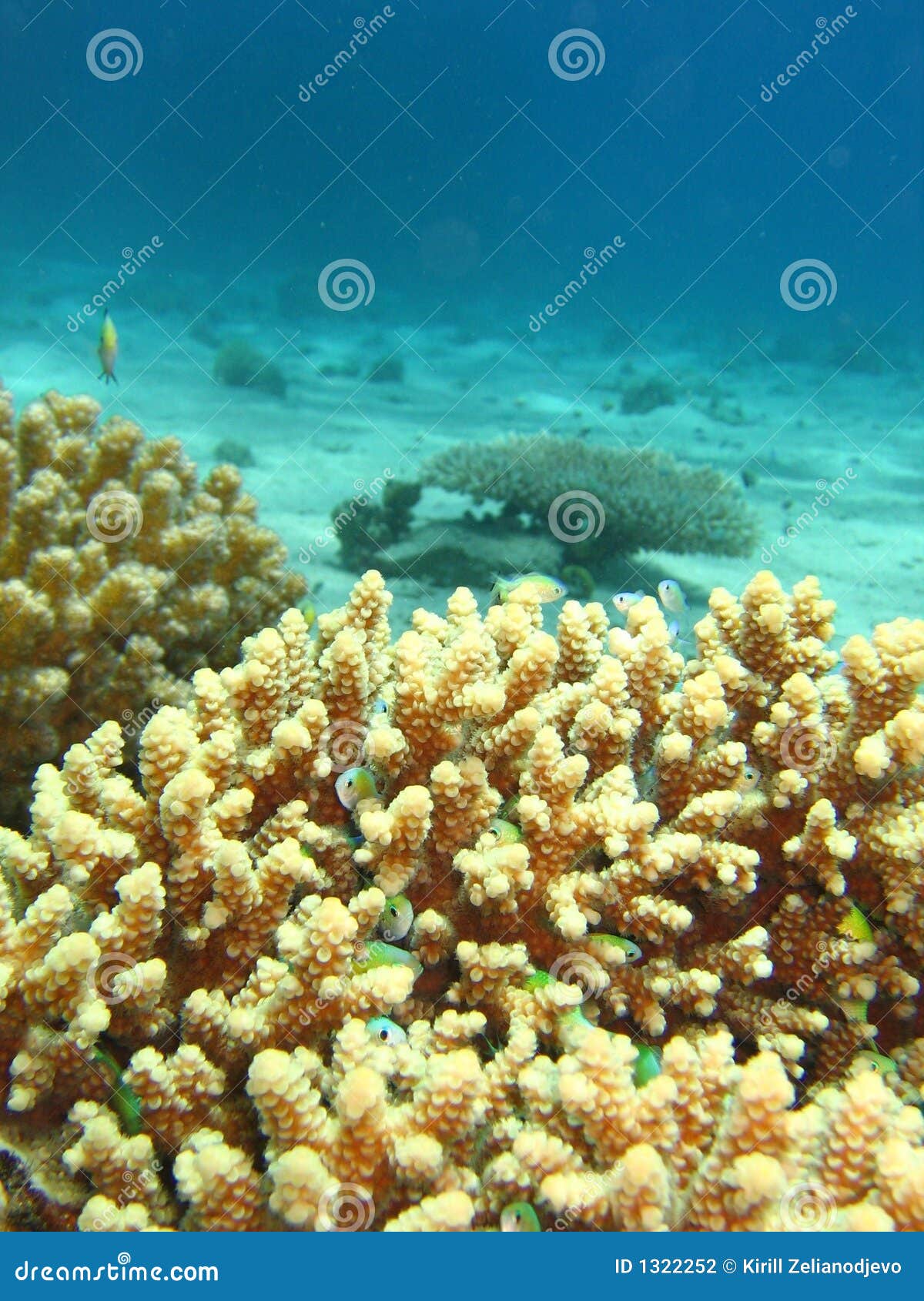Yellow coral stock photo. Image of yellow, aqualung, resort 1322252