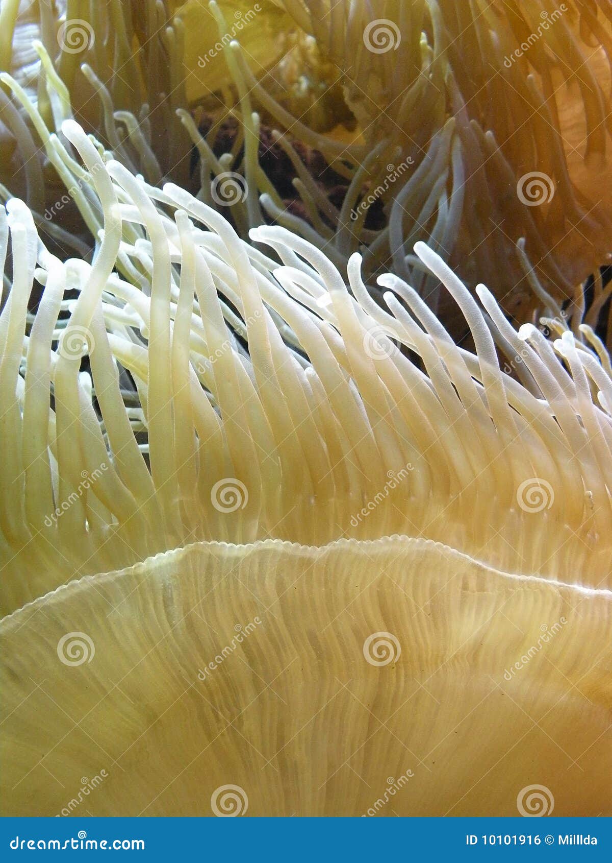 Yellow Coral Reef stock photo. Image of aqvarium, yellow 10101916