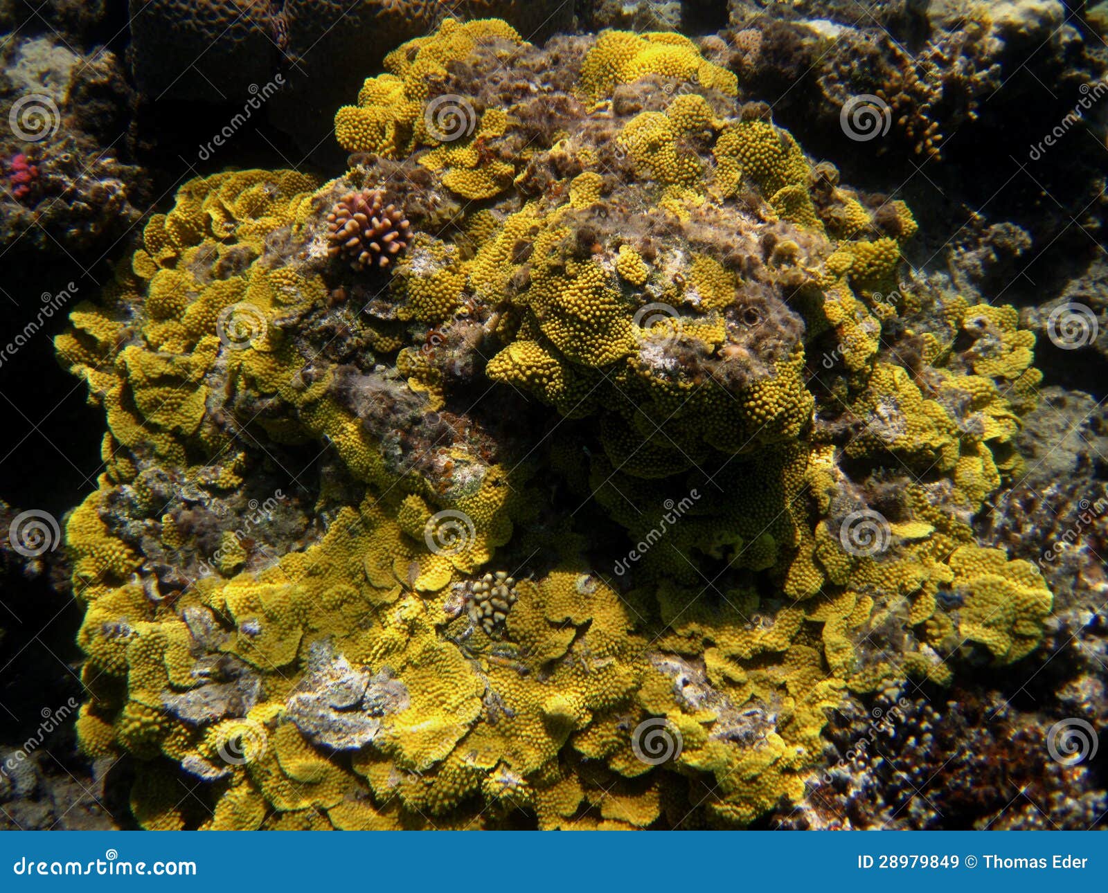 Yellow coral reef stock image. Image of exotic, fish 28979849