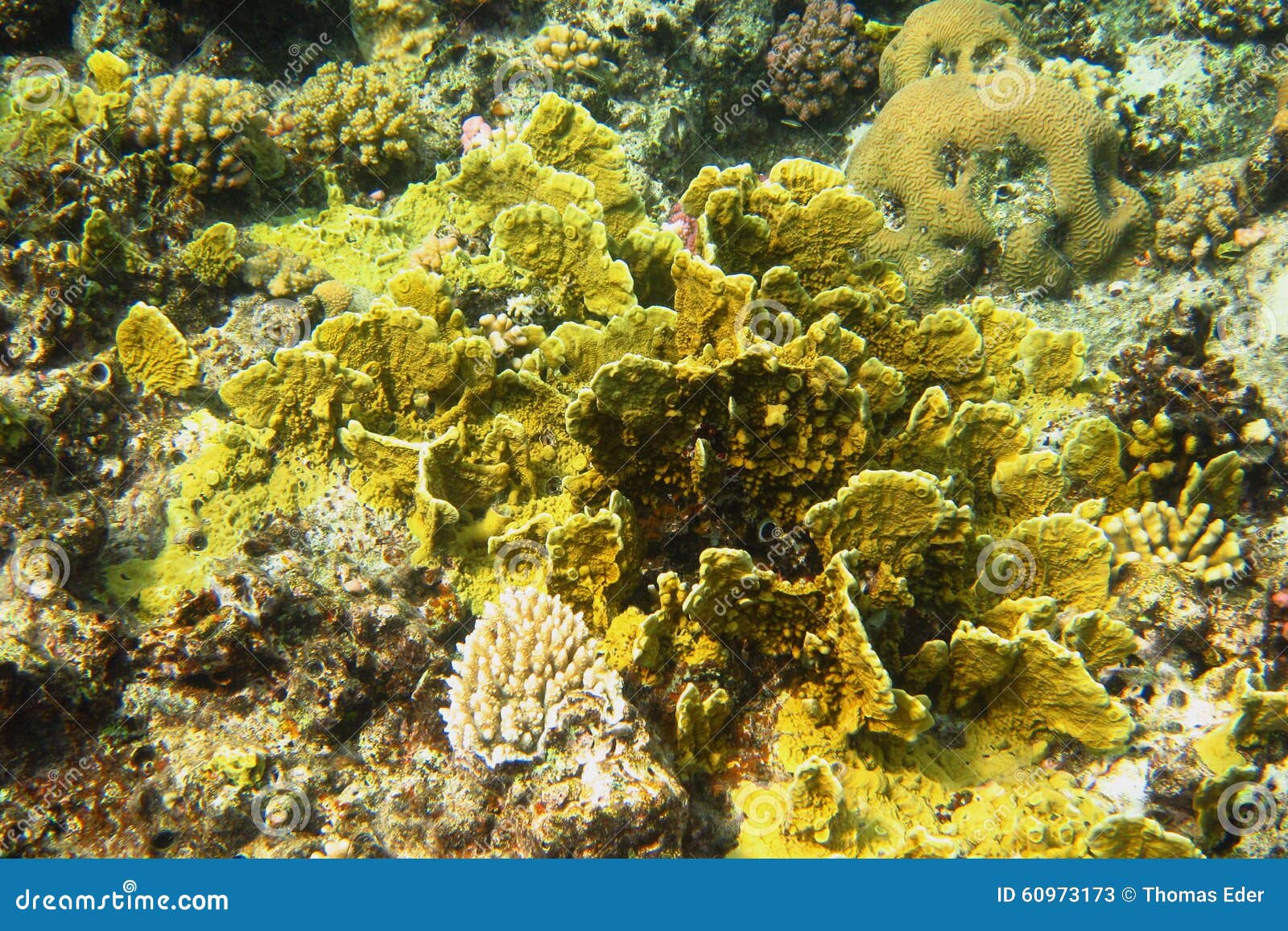 Yellow coral in sea stock image. Image of deep, beach 60973173