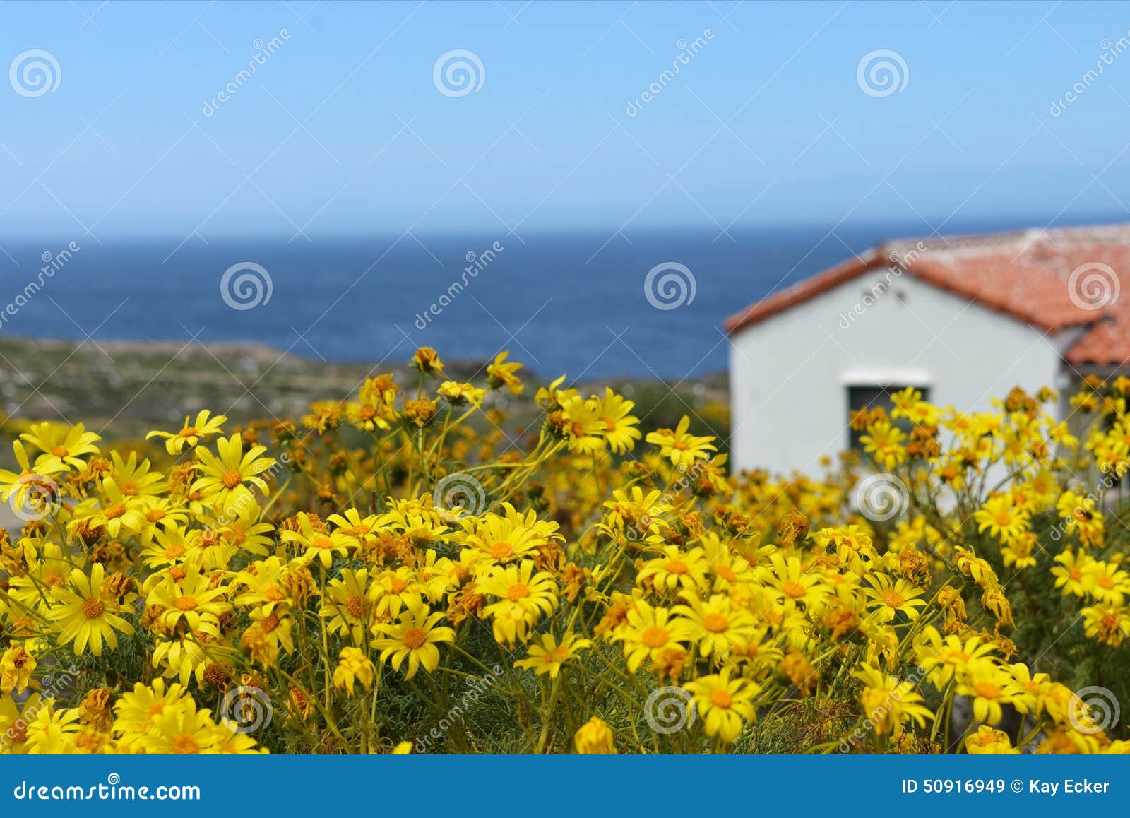 Yellow Coreopsis Flowers with Ocean View Stock Image Image of nature