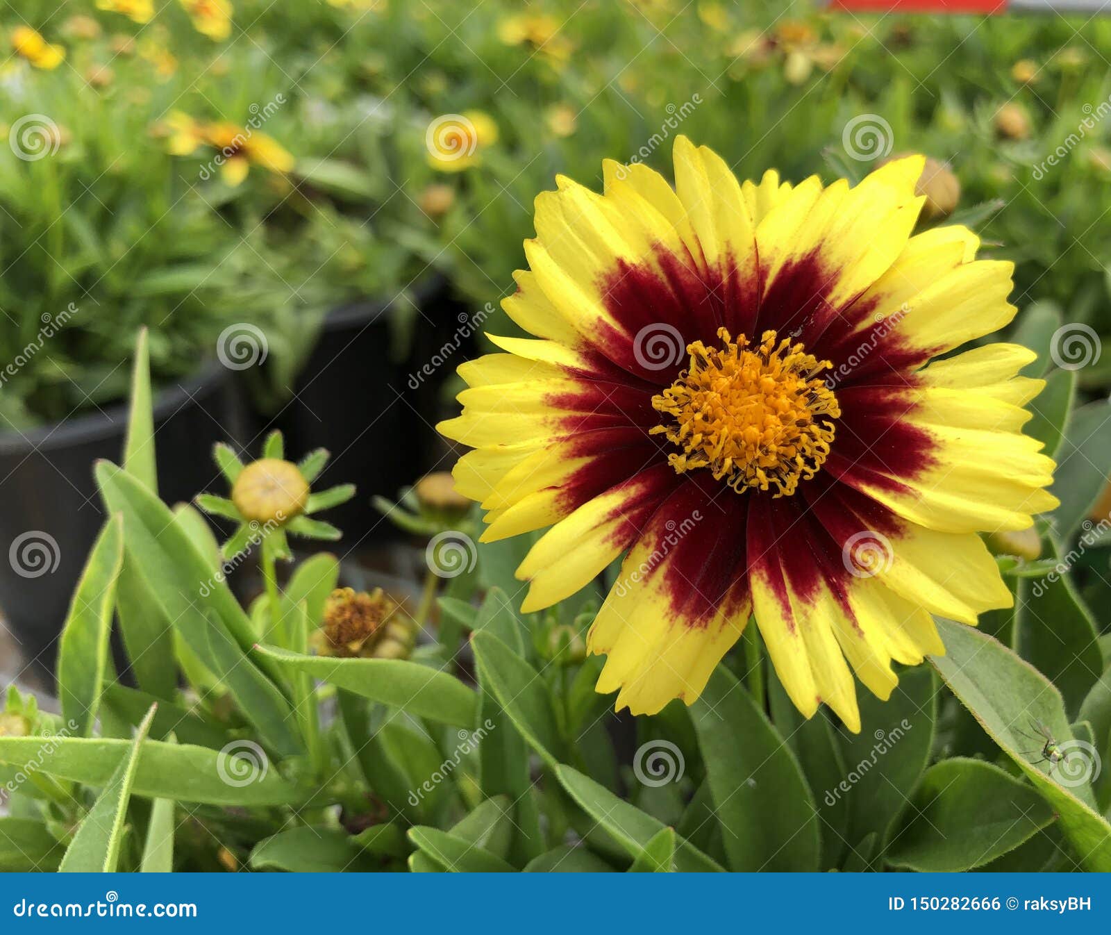 Yellow Coreopsis Uptick Flower Stock Photo Image Of Bloom Fresh 150282666