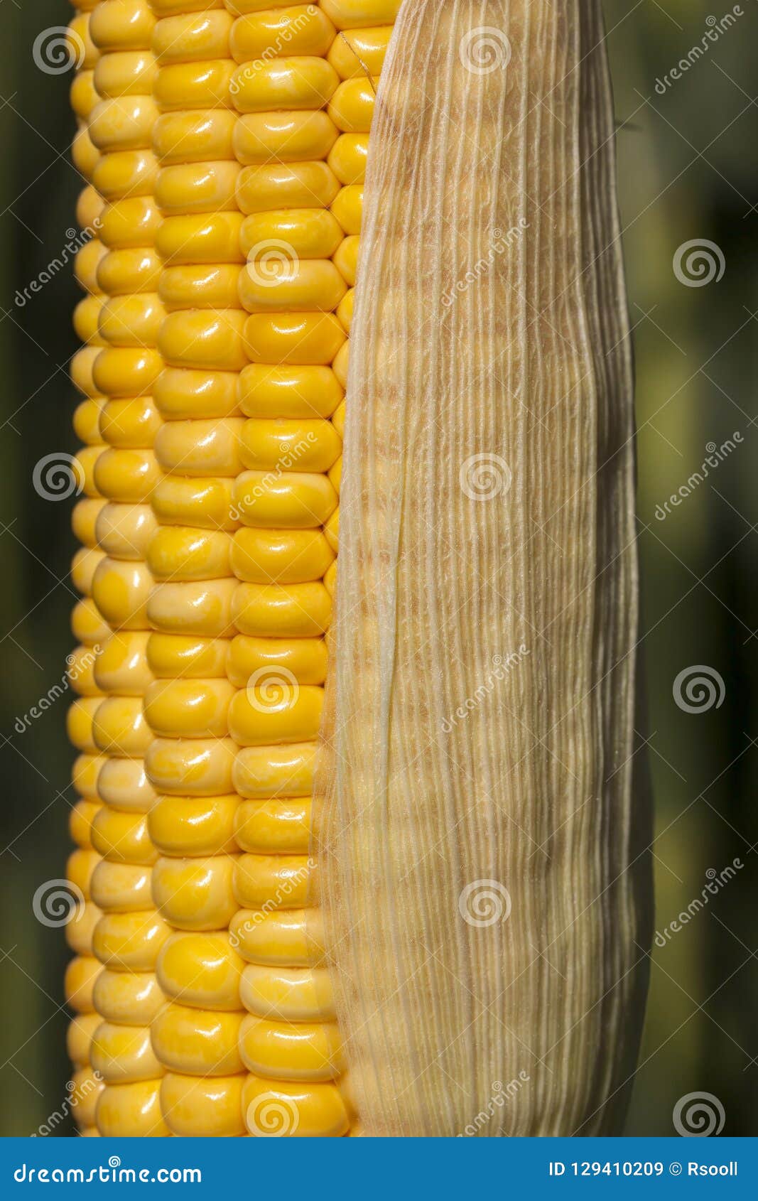 Yellow corn cob stock image. Image of healthy, plant 129410209