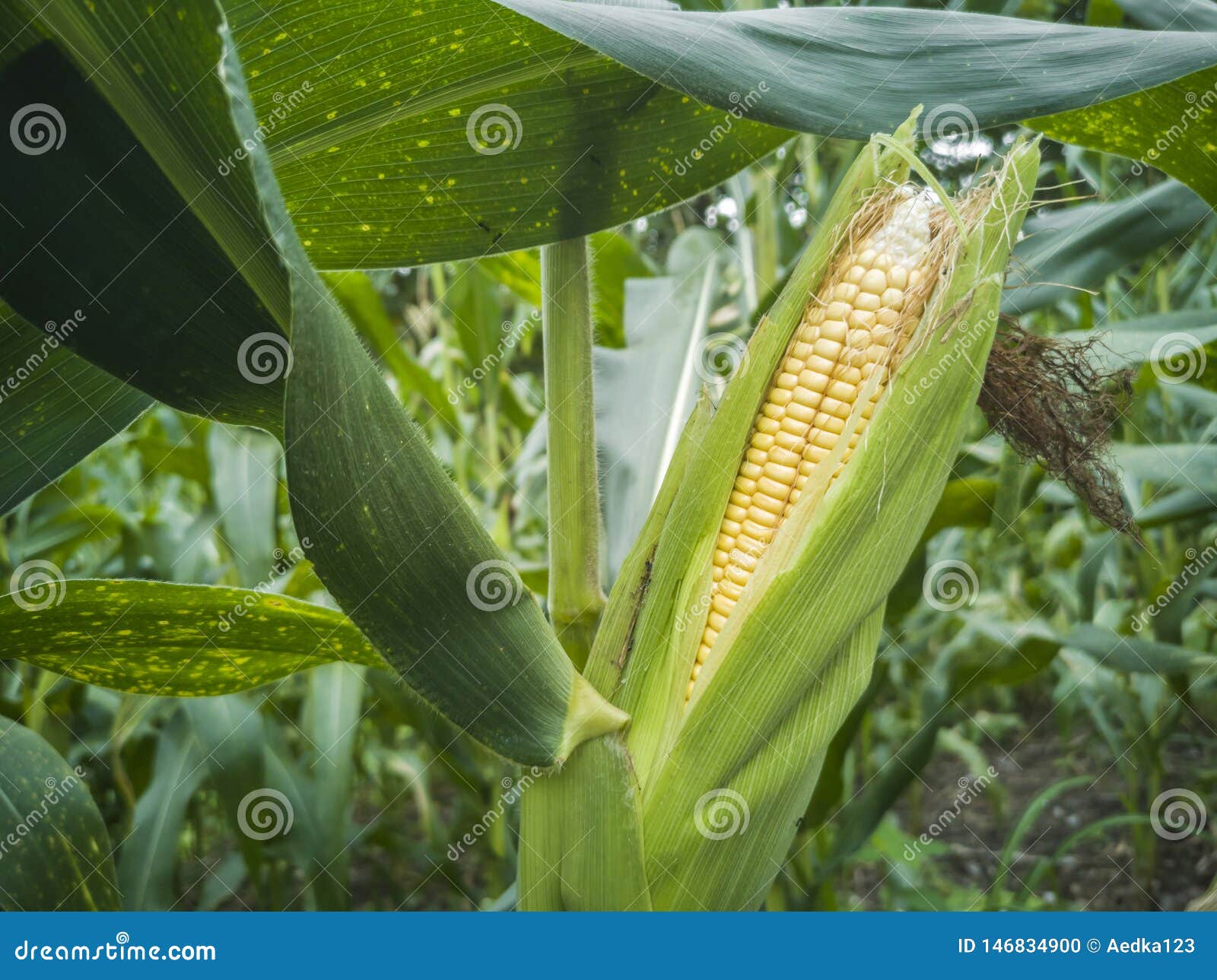 Yellow Corn Cob in Green Leaves on a Farm Field. Empty Space for Text