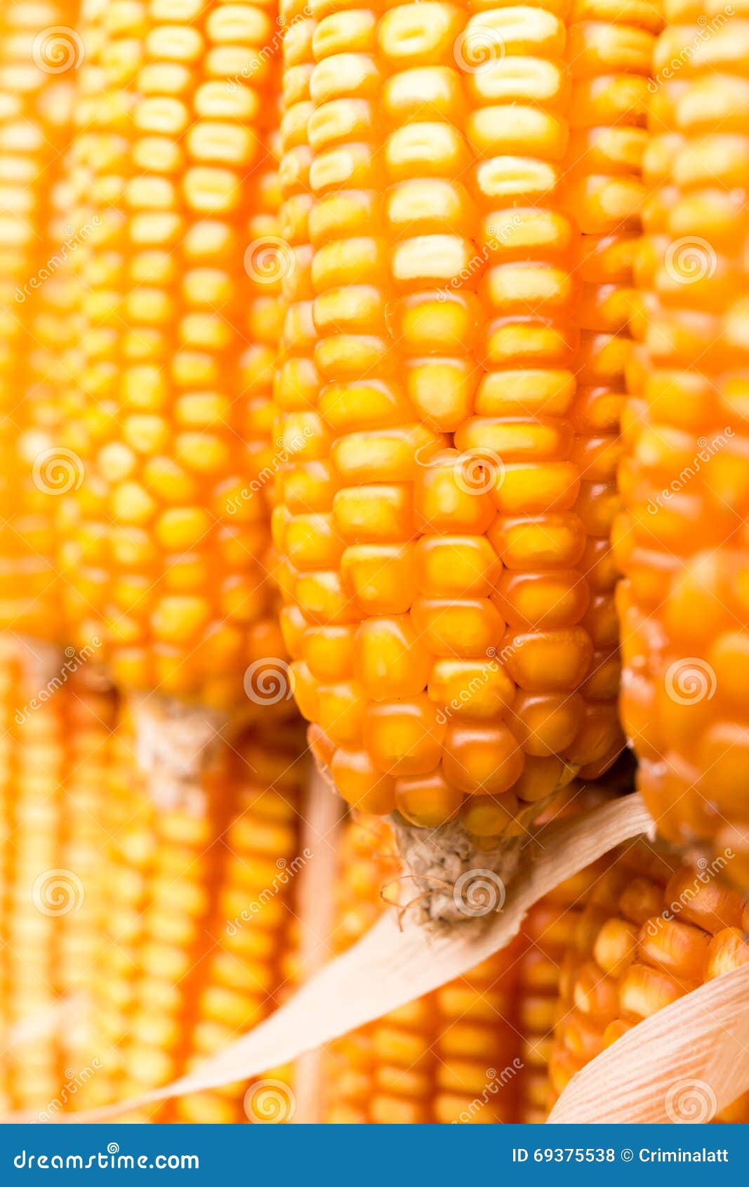 Yellow corn cob stock photo. Image of corn, ripe, nutrition 69375538