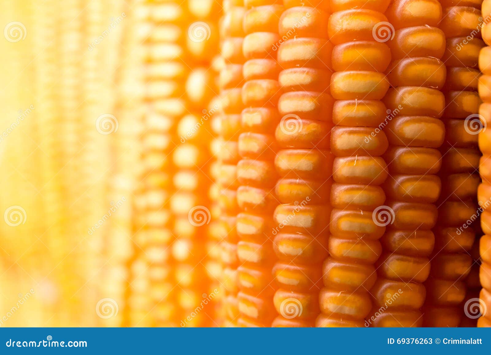 Yellow corn cob stock image. Image of ripe, nutrition 69376263
