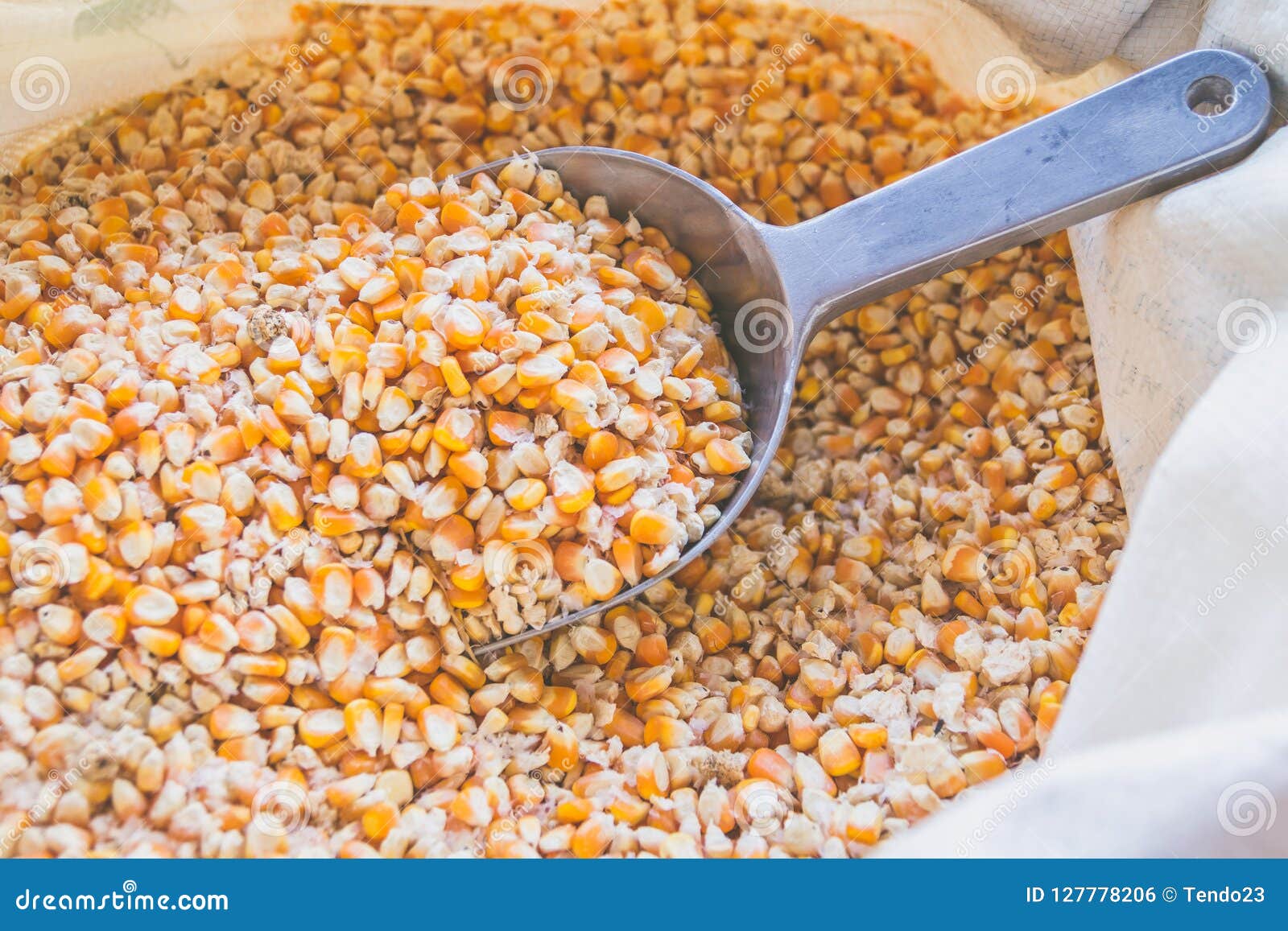 Download Yellow Corn Grain In A Sack Bag With An Aluminum Scoop Stock Photo Image Of Metal Element 127778206 Yellowimages Mockups