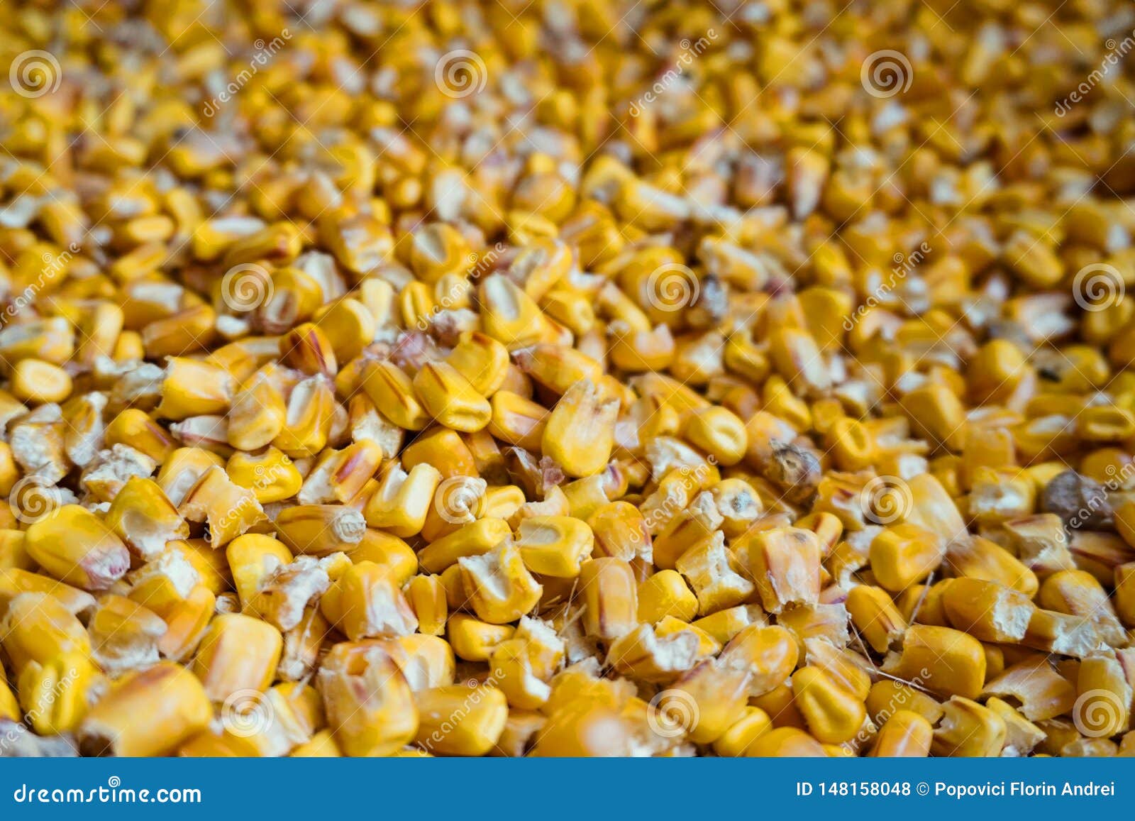 Yellow Corn Maize for Animal Feed Stock Photo - Image of ready, agriculture: 148158048 Yellow Corn Maize for Animal Feed Stock Photo - Image of ready, agriculture: 148158048