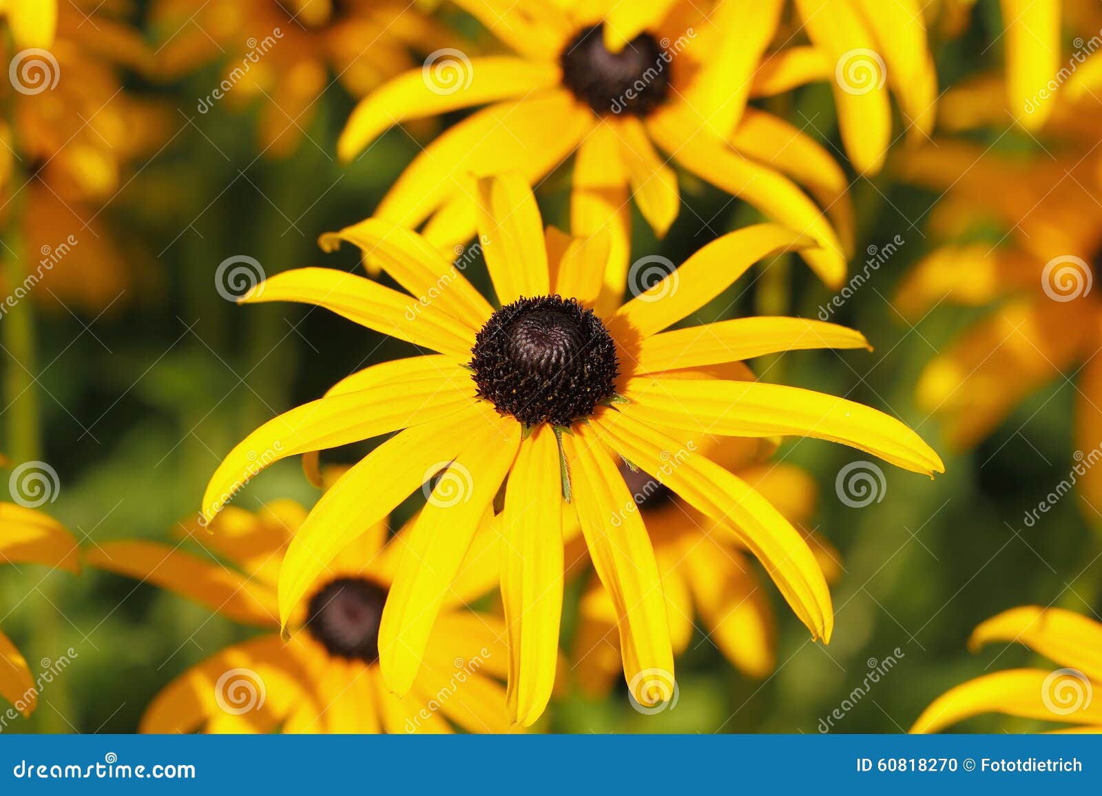 Yellow Cornflower (Echinacea) Stock Photo Image of detail, meadow