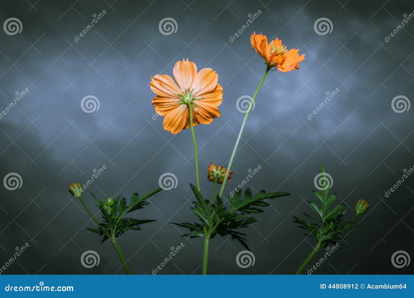 Yellow Cosmos Flower Under Cloudy Sky Stock Photo Image of close