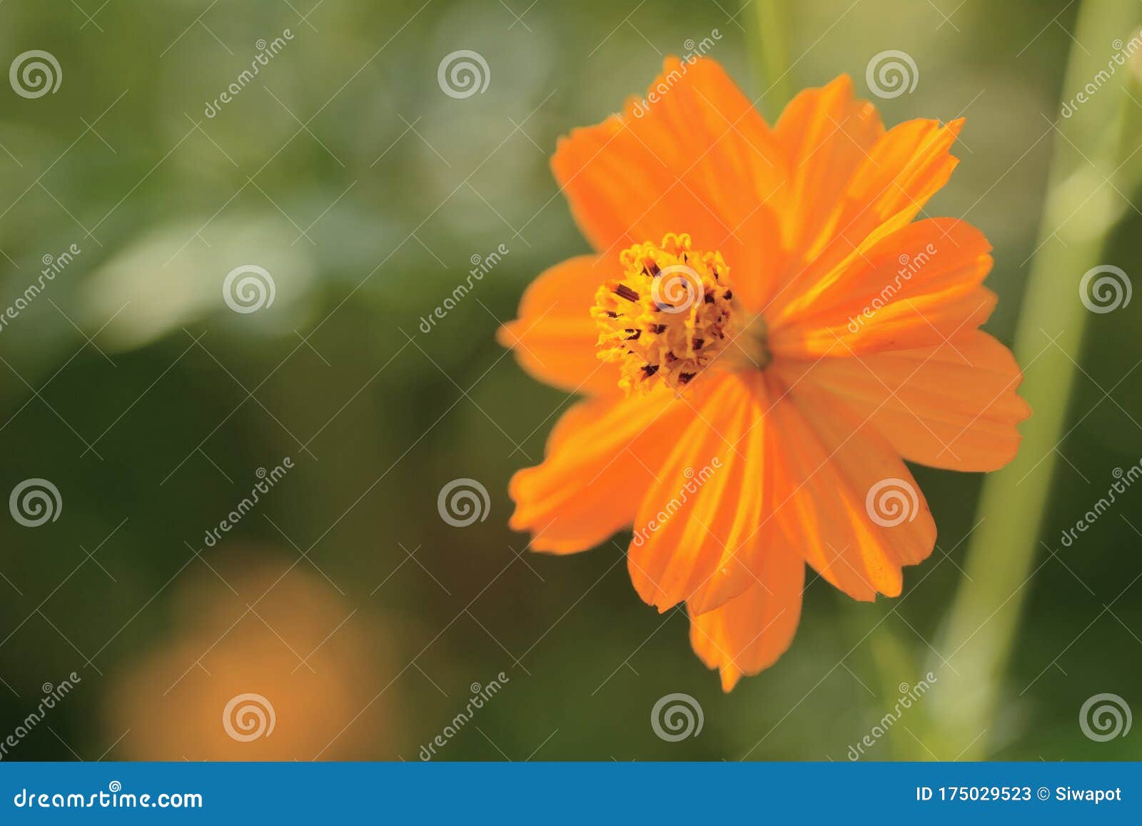 Download 1 197 Yellow Sulfur Cosmos Flower Photos Free Royalty Free Stock Photos From Dreamstime PSD Mockup Templates