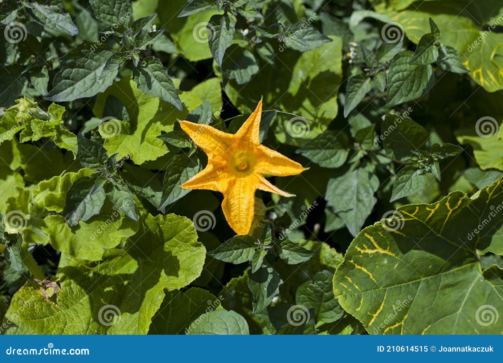 Yellow Courgette Edible Flower in the Vegetable Garden. Stock Image