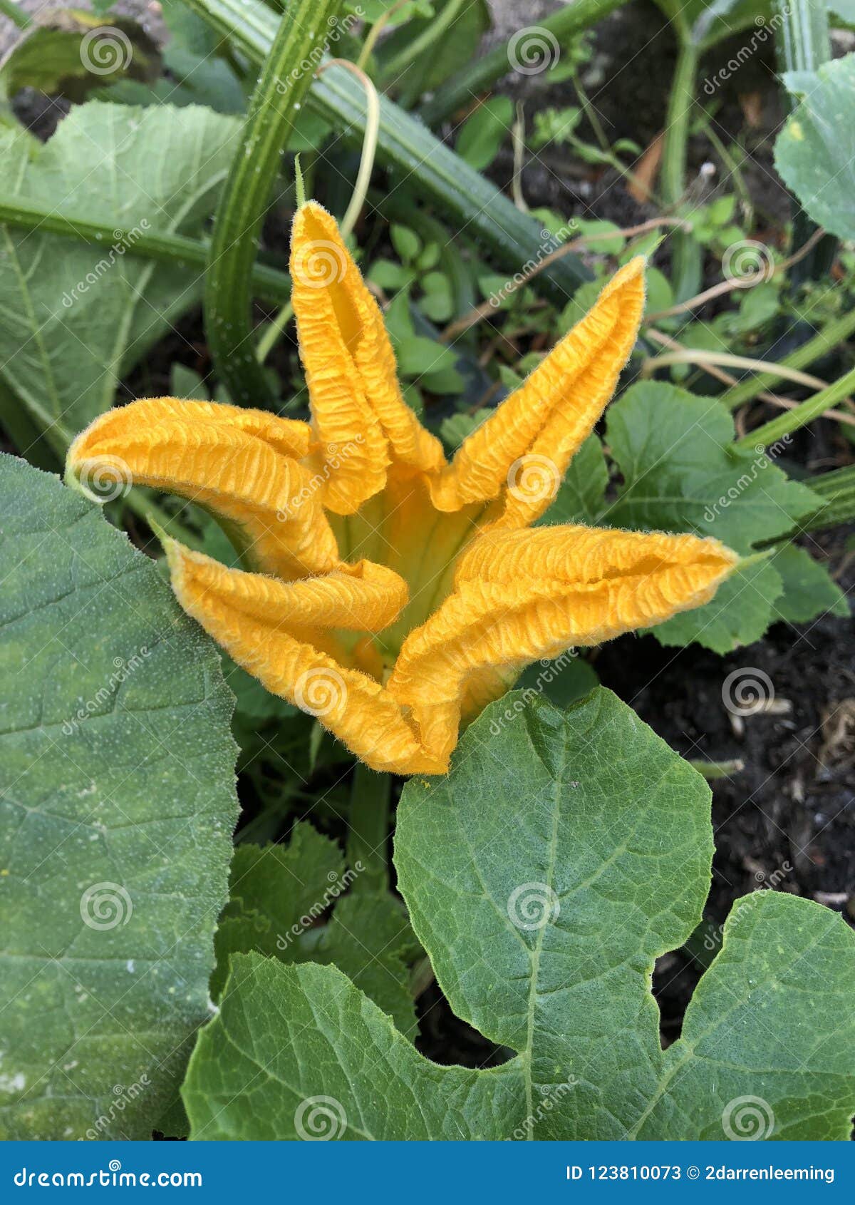 Yellow Courgette Flower Isolated Stock Image Image of courgette, food