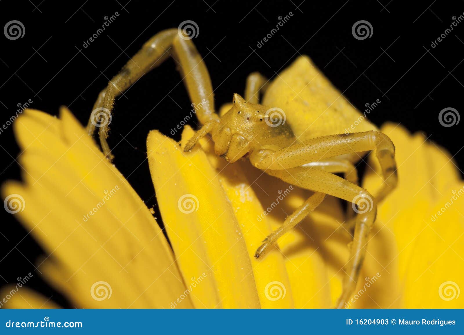 Yellow Crab Spider stock image. Image of animal, predator 16204903