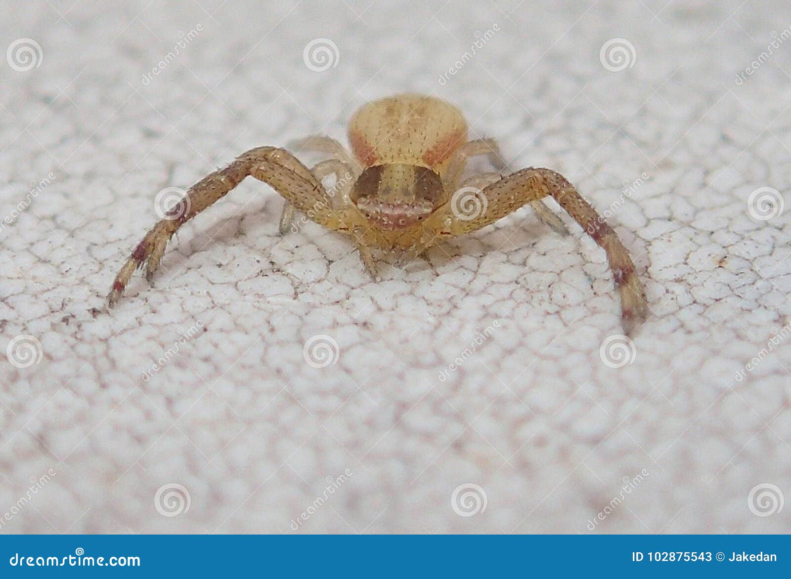 Yellow crab spider stock image. Image of wildlife, wild 102875543
