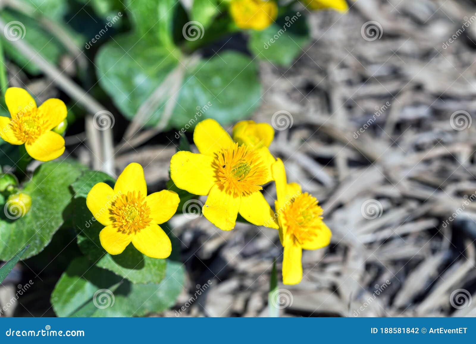 Yellow Creeping Buttercup Flowers Stock Photo Image of five, flowers