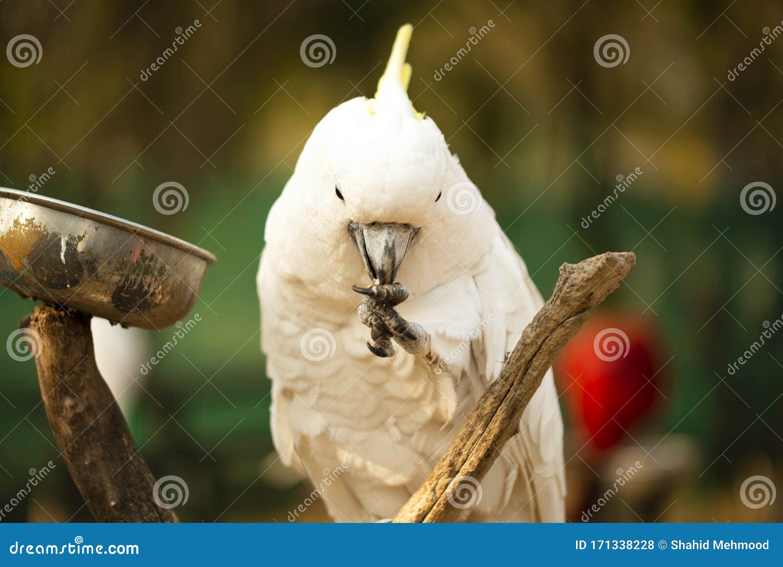 Yellow Crested Cockatoo Parrot Holding and Eating the Nuts Stock Photo