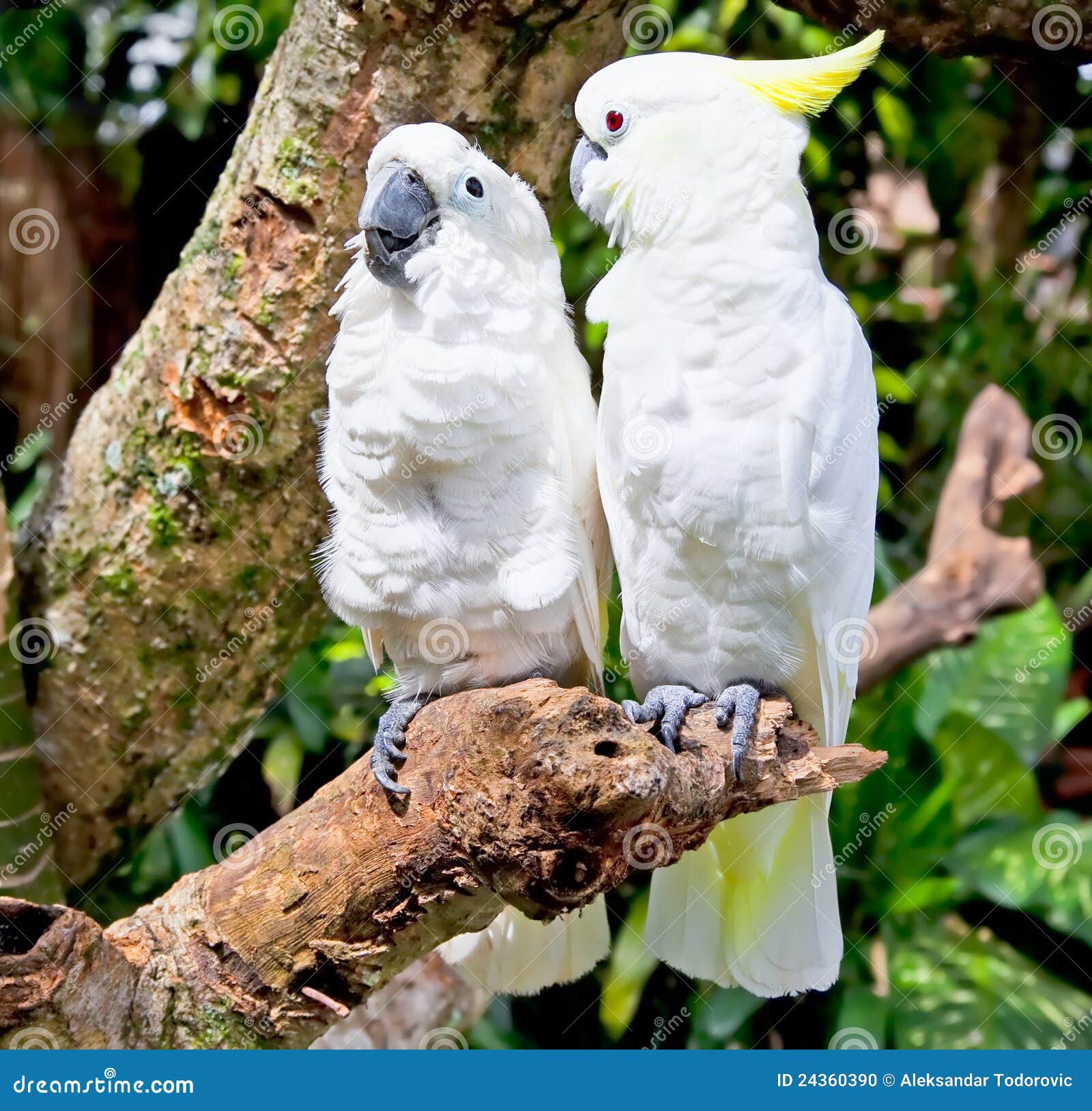 Yellowcrested White Cockatoo Parrot in Nature Stock Photo Image of