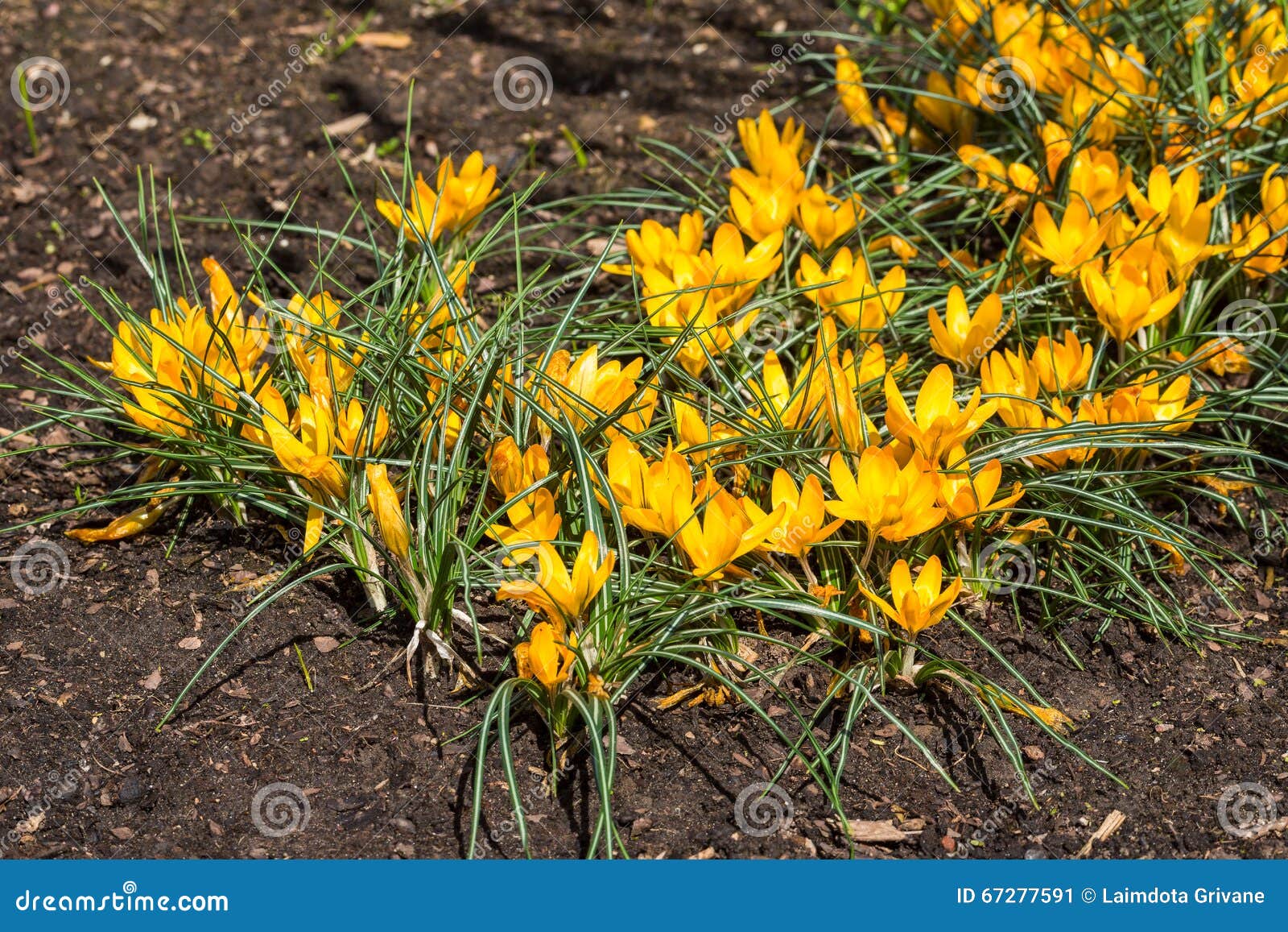 Yellow Crocus Flowers in the Garden. Spring Stock Image - Image of ...