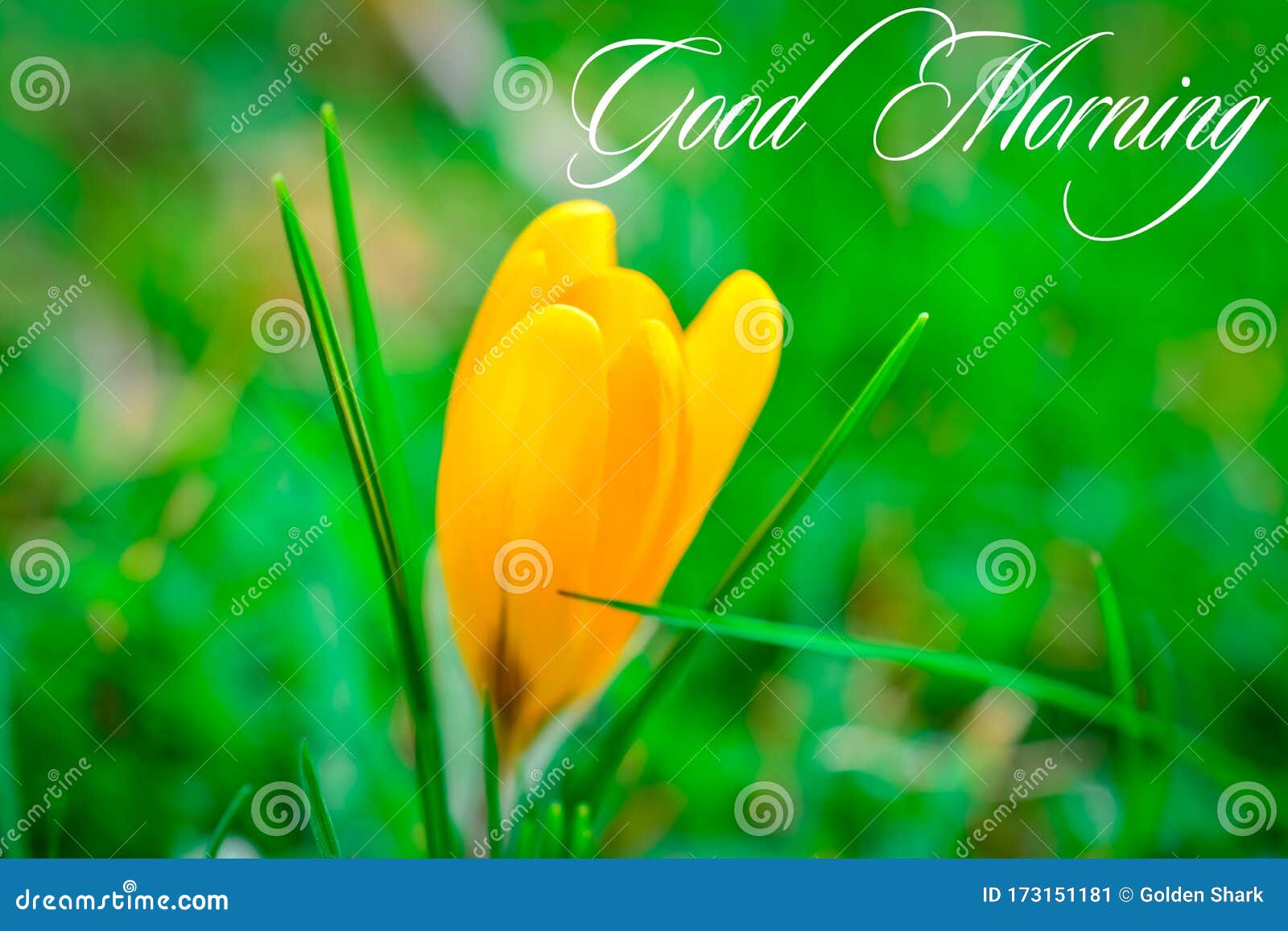 Yellow Crocus Green Grass and Text. Good Morning Stock Image ...