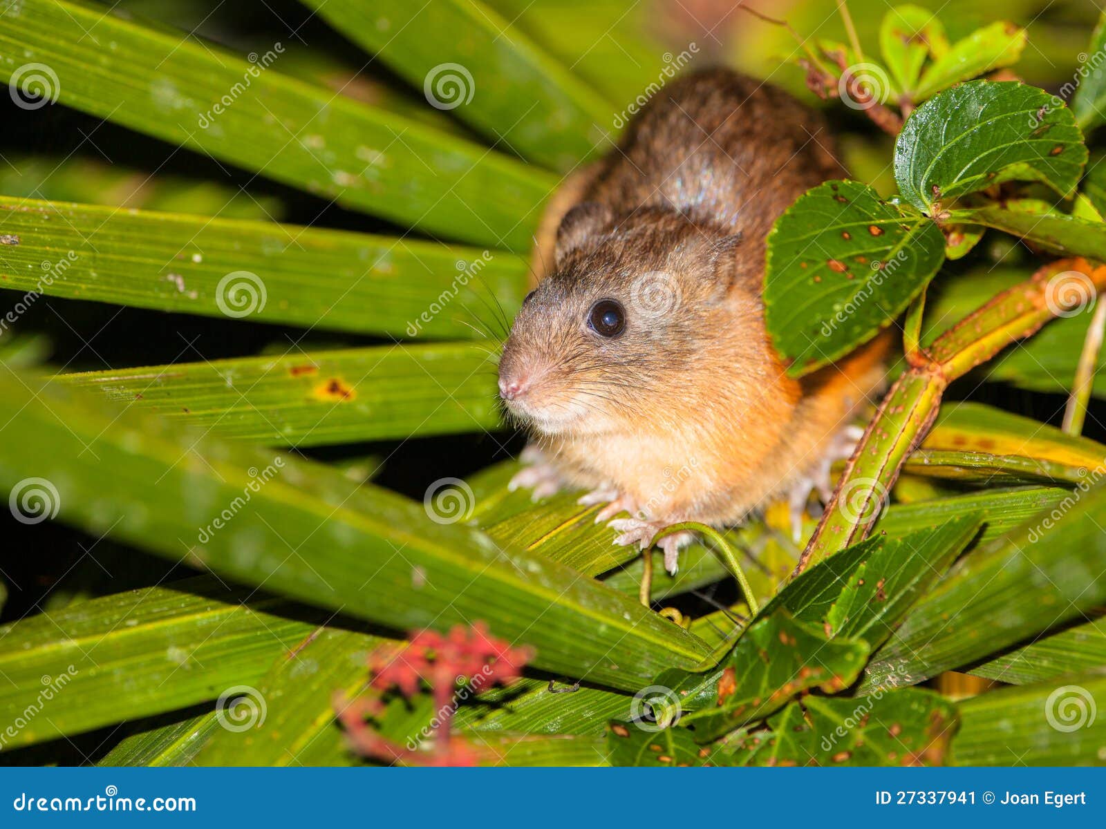Yellowcrowned Brushtailed Rat Stock Image Image of locations
