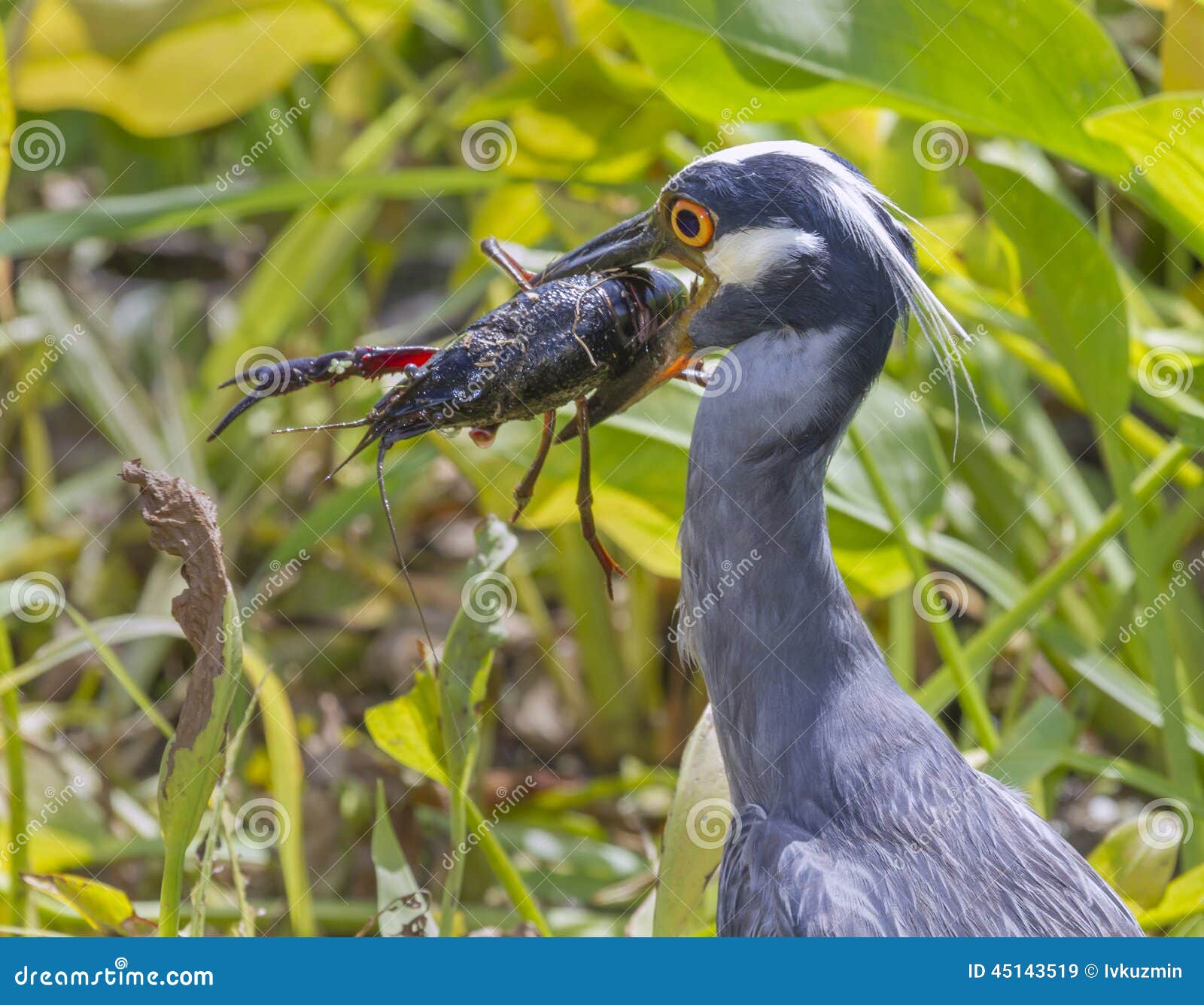 yellow-crowned night heron (nyctanassa violacea) with a caught crawfish.