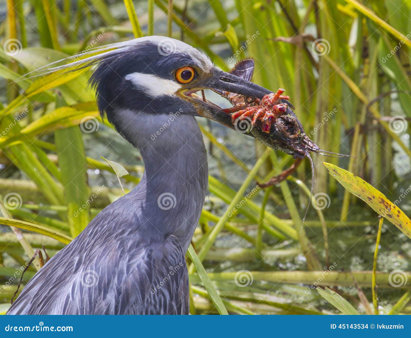 yellow-crowned night heron (nyctanassa violacea) with a caught crawfish.