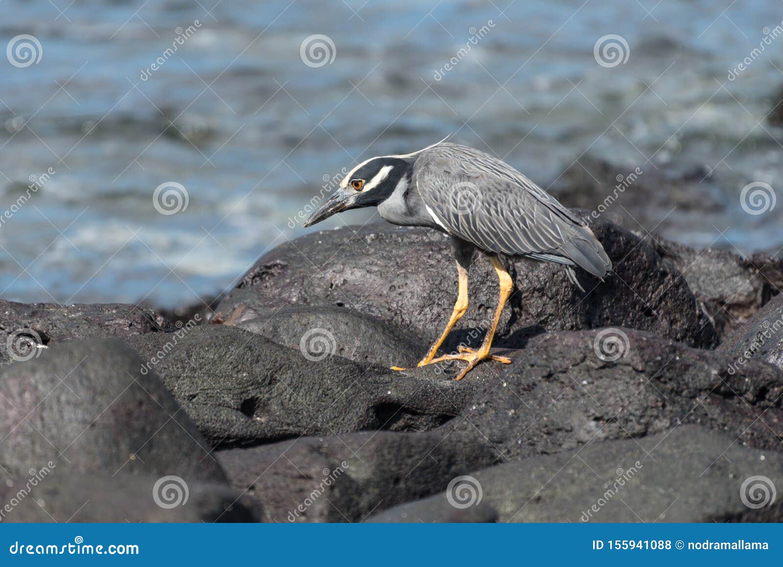 a yellow-crowned night heron nyctanassa violacea, suarez point, espanola island, galapagos, ecuador, south america