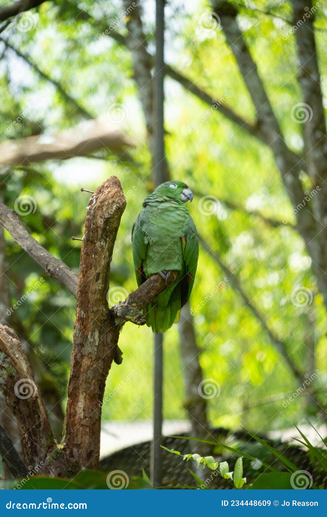 yellow crowned parrot, amazon region ecuador
