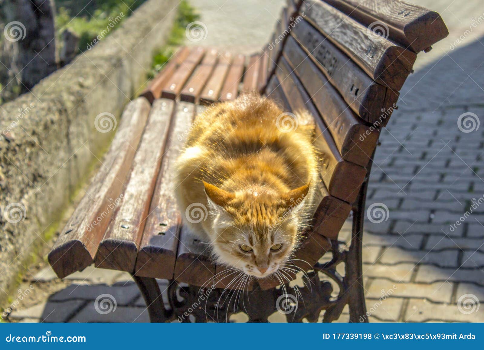 Yellow Cute Cat is Standing on a Bench Stock Photo - Image of brown ...