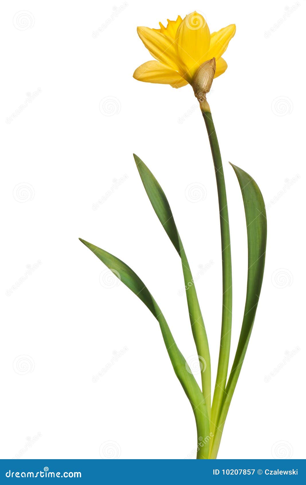 Yellow daffodil stock image. Image of leaf, cutout, plant 10207857