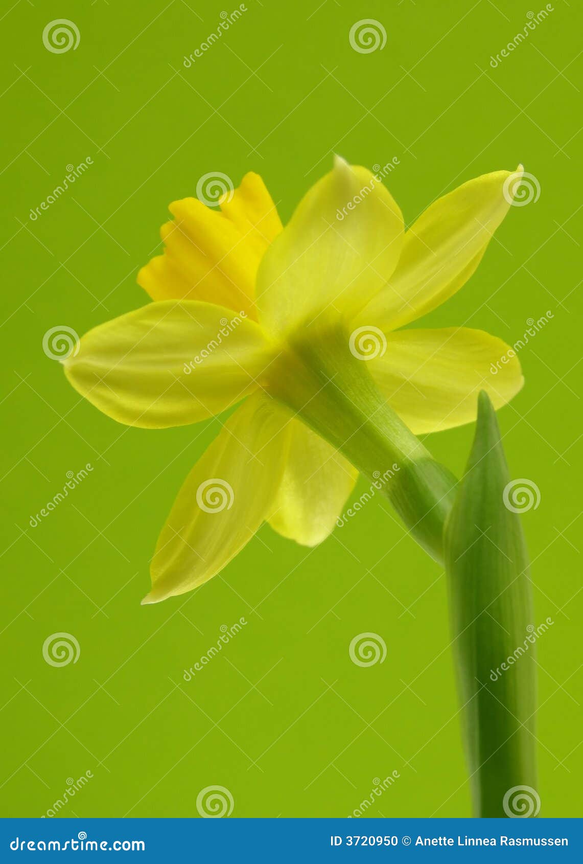 Yellow daffodil stock photo. Image of allergy, macro, bulb 3720950