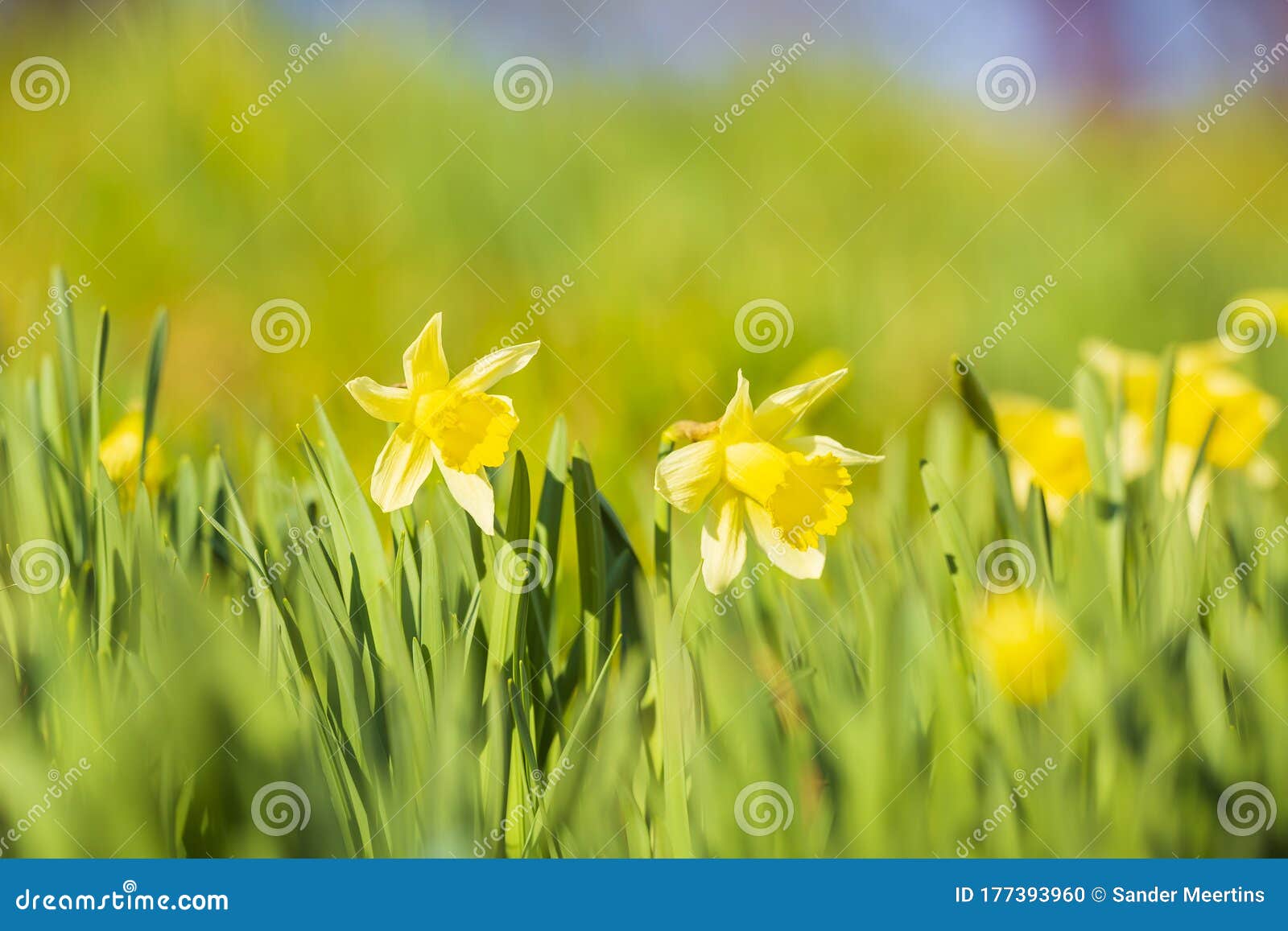 Yellow Daffodil Flower or Lent Lily, Narcissus Pseudonarcissus ...