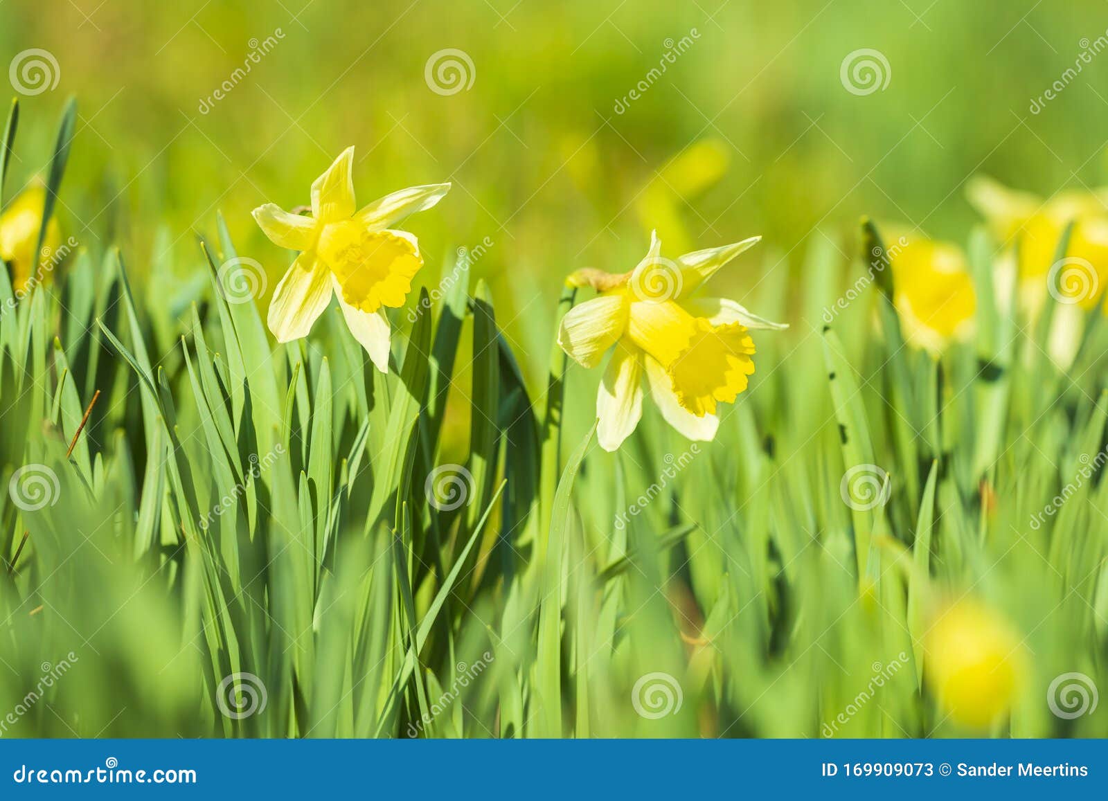 Yellow Daffodil Flower or Lent Lily, Narcissus Pseudonarcissus ...