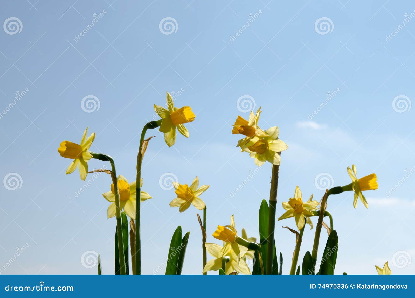 Yellow Daffodil Flowers Against Blue Sky Stock Photo - Image of flora ...